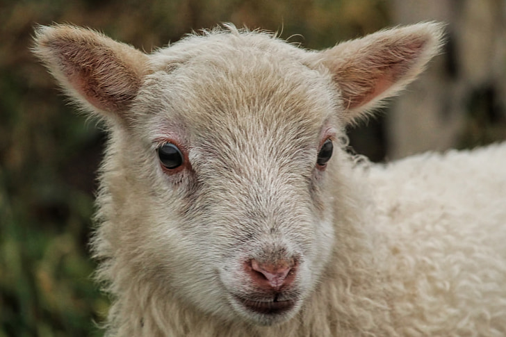 thịt cừu, con cừu, đầu, Thiên nhiên, thế giới động vật, động vật có vú, chăn nuôi