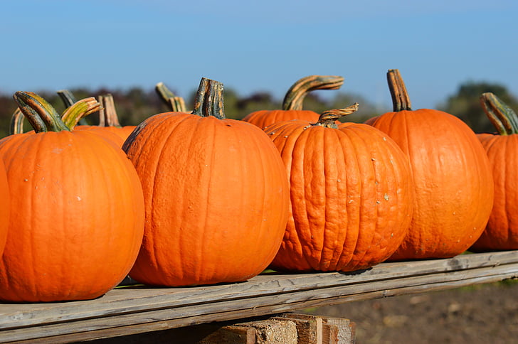 bí ngô, mùa thu, Tháng mười, halloween, màu da cam, Gourd, bí ngô