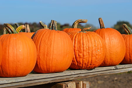 pumpkin, autumn, october, halloween, orange, gourd, pumpkins