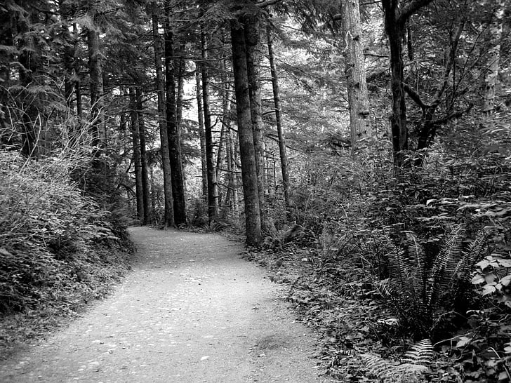 polku, Woods, musta ja valkoinen, puu, tumma, lehtien, ulkona