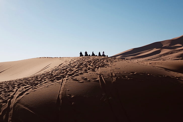 chameaux, paysage désertique, animal, Arabian, désert