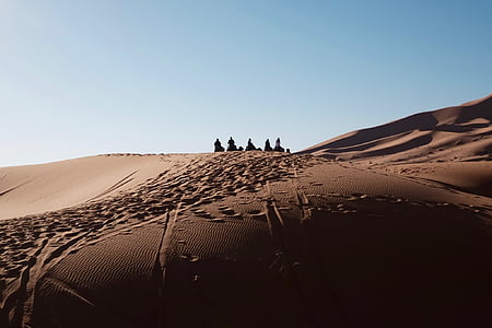 camellos, paisaje desértico, animal, Árabe, desierto