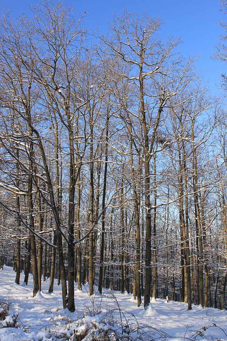 blue, cold, forest, sky, snowy, trees, white
