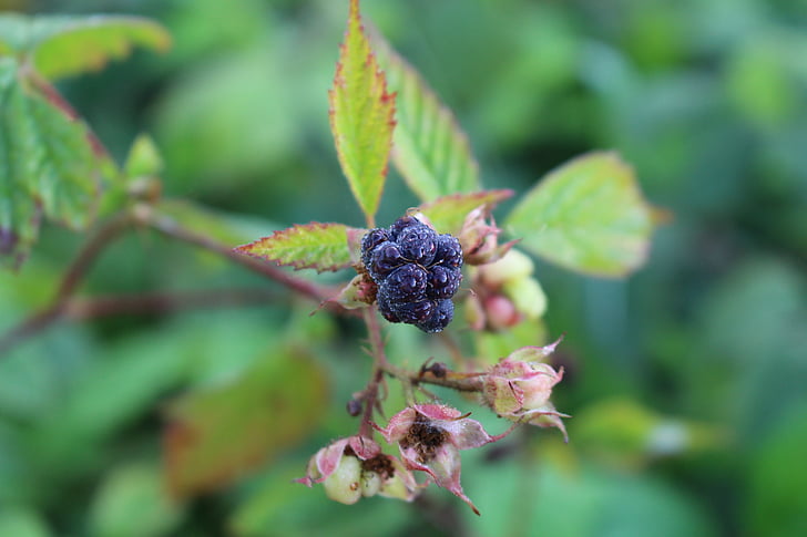 blackberry, bush, nature, fruit, berry, plant, eat