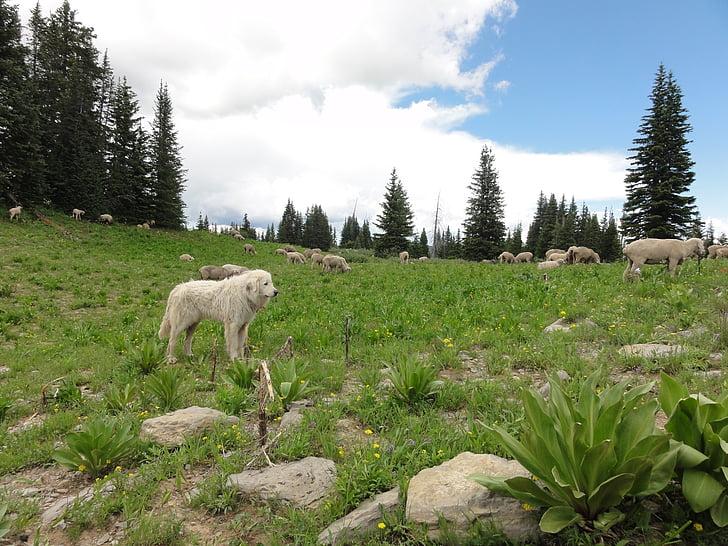 ovce, pes, narave, zunanji, živali, gorskih, travnik