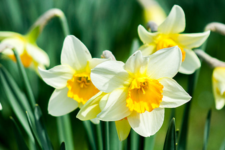 Daffodil, blomma, naturen, våren, vit, gul blomma, Bloom