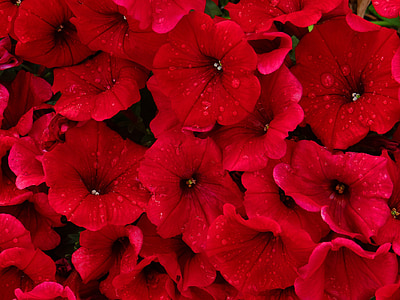 สีแดง, petunias, ฝน, ดอกไม้, ธรรมชาติ, ความสวยงาม