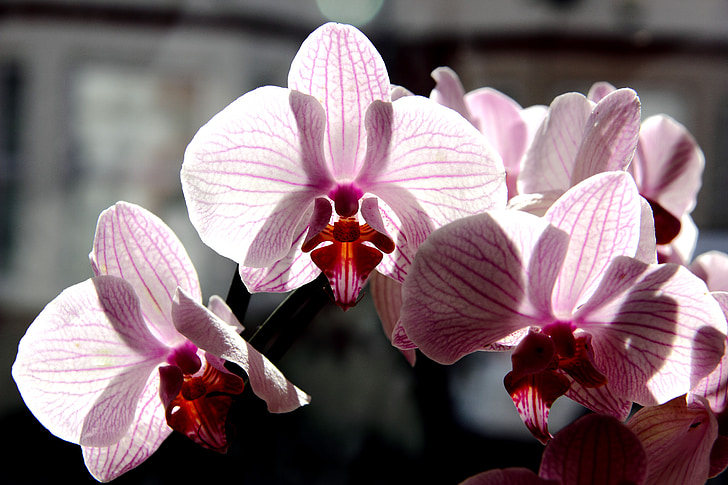 phalaenopsis orkidea, Orchid, kukat, vaaleanpunainen, vaaleanpunaiset kukat, Luonto, kukka