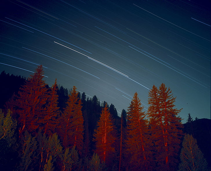forest, long-exposure, night, sky, stars, trees, public domain images
