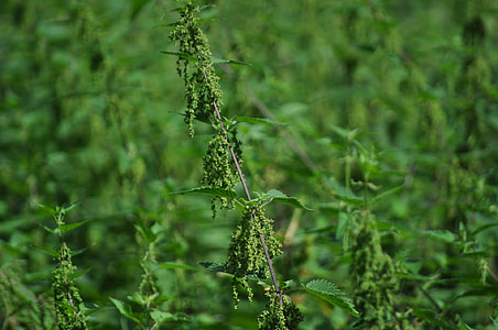 stinging nettle, nature, green, garden, plant, weed, leaves