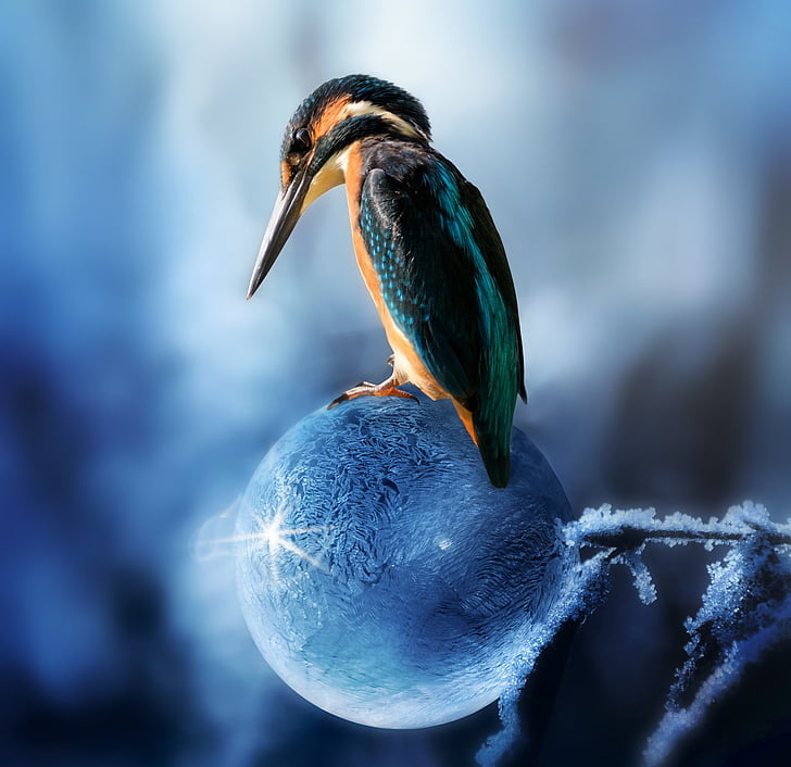 compondo, Martim-pescador, pássaro, Primavera, a primavera está chegando, bolha de sabão, congelado