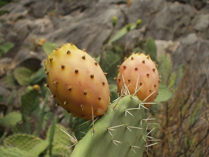 Sardenya, Figuera, cactus, planta, fruita, picada