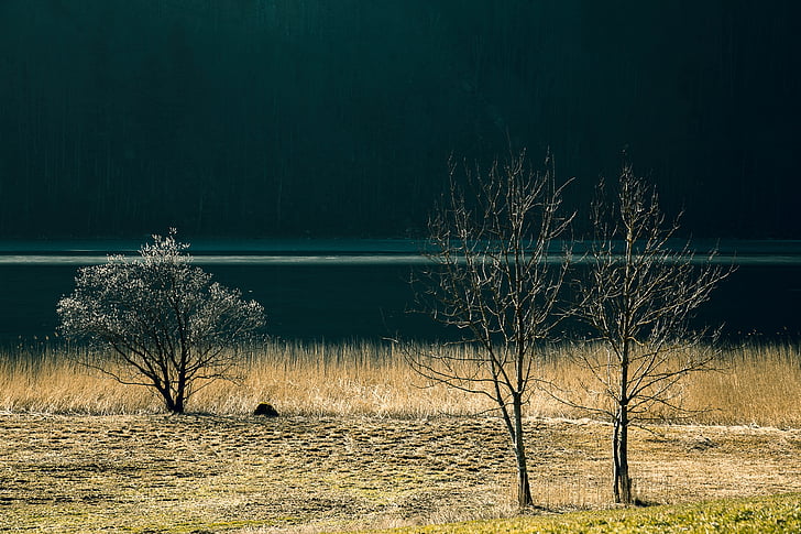 lake, landscape, nature, water, bank, tree, forest