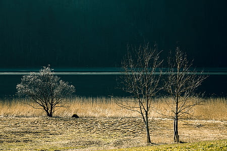 lake, landscape, nature, water, bank, tree, forest