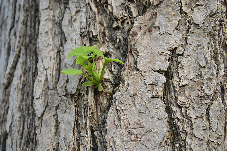 gingko, bark, new leaves, buds, tree, organic, agriculture