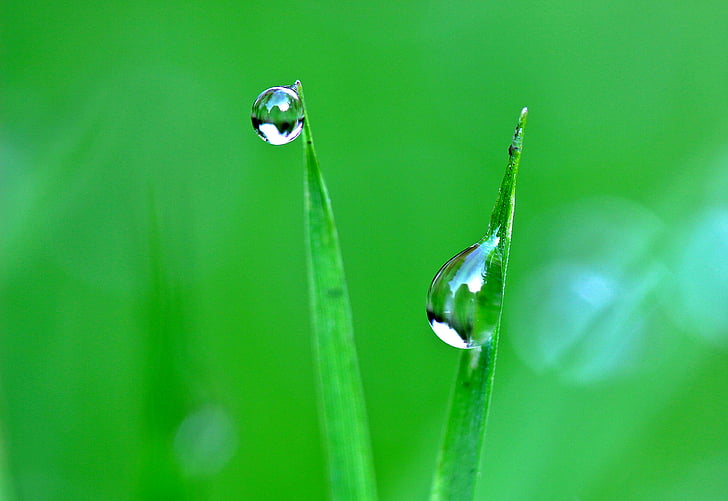 blade of grass, close-up, dew, drop of water, grass, macro, waterdrops