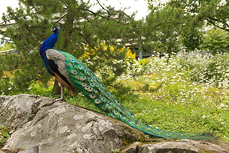peacock, pheasant, bird, korkeasaari, animal, nature, wildlife
