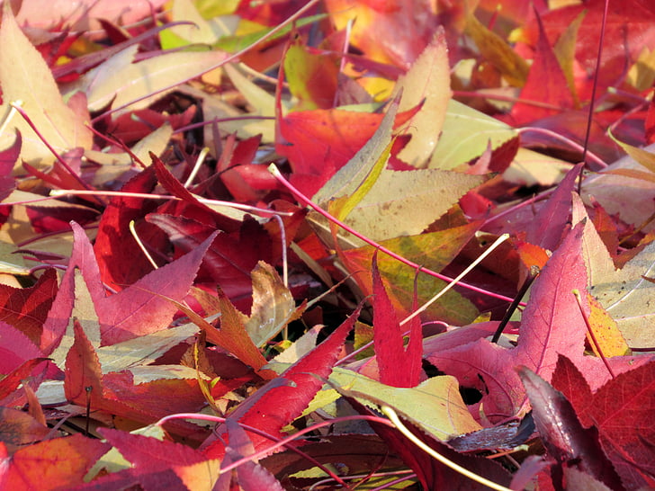 podzim, listy, červená, sušené listy, hnědý list, podzimní les, listoví