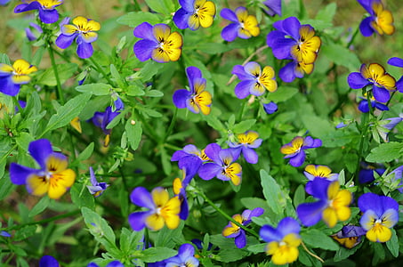 λουλούδι, μπλε, Κίτρινο, floral, φύση, άνθος, φύλλο