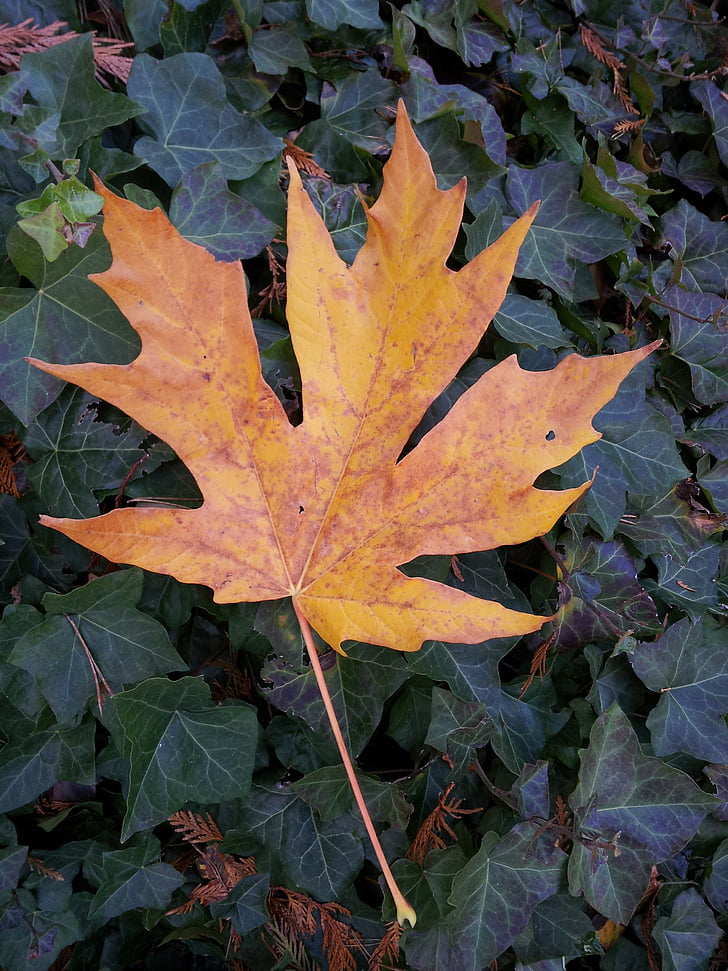 efterår, løv, maple leaf