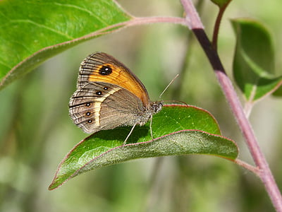 pyronia bathseba, motýl, Lobito seznam, cintada saltabardisses, Ostružina, hmyz, Příroda