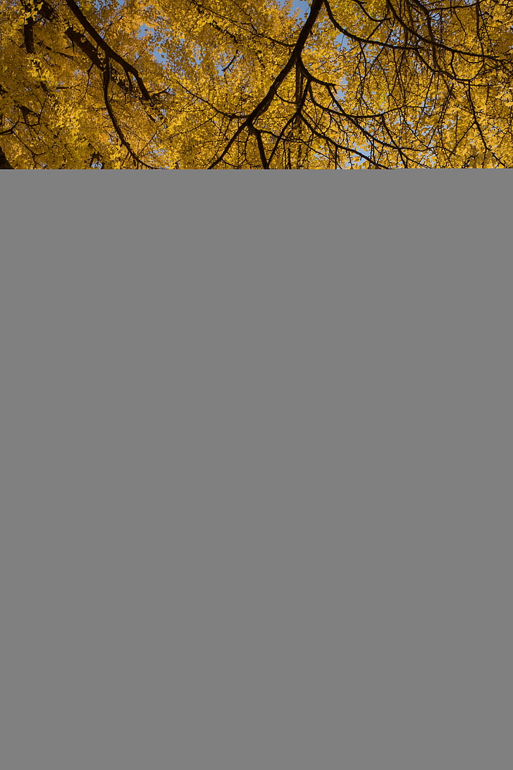 yellow, leafed, trees, forest, autumn, tree, branches