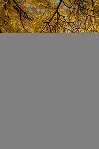 yellow, leafed, trees, forest, autumn, tree, branches
