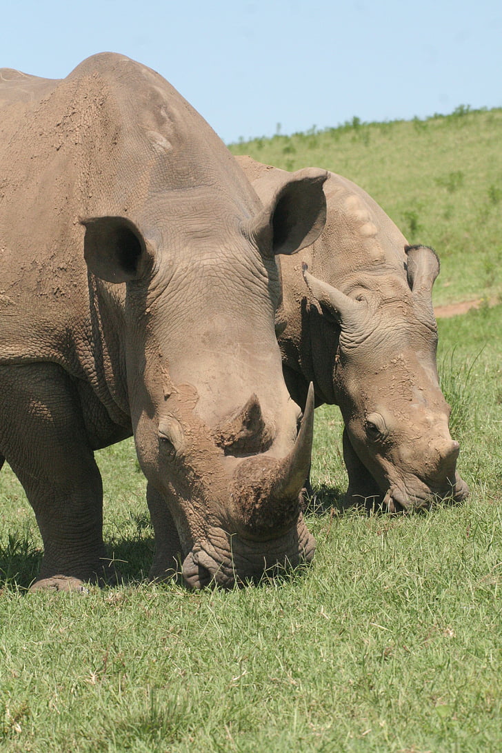 Rhino, rinoceronte negro, flora y fauna, rinoceronte, Cuerno de, peligrosos, naturaleza