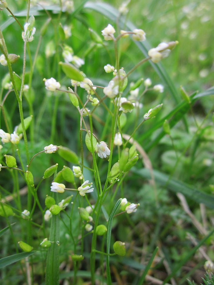 Draba verna, våren draba, shadflower, nailwort, gemensamma whitlowgrass, Vernal whitlow grass, tidig witlow gräs
