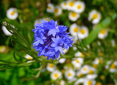 flowers, purple, green, daisy, white, huang, antomasako