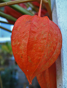 lampignonblume, physalis alkekengi, màu da cam, Hoa, đóng, thời gian của năm, mùa thu Hoa