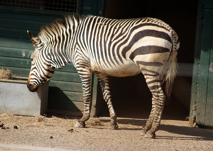 Zebra, dier, Afrika, dierentuin, Stripe, wilde dieren, Savannah