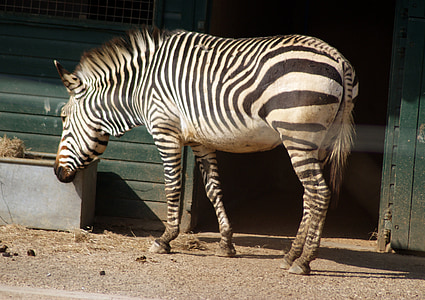 Zebra, animal, África, jardim zoológico, listra, animais selvagens, savana
