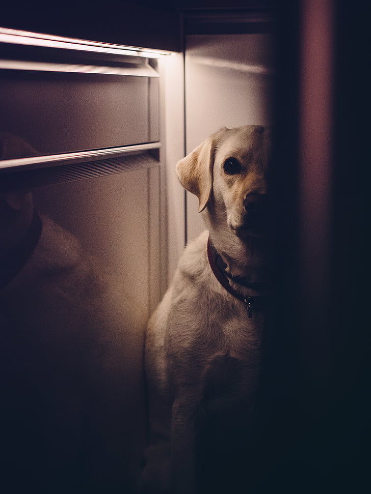 màu vàng, Labrador, chó săn, siting, bên cạnh, Tủ lạnh, con chó