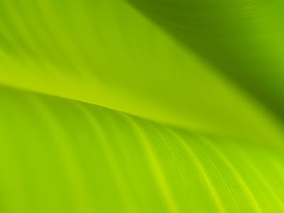 plano de fundo, folhas de bananeira, gota, elemento, meio ambiente, ambiental, Flora
