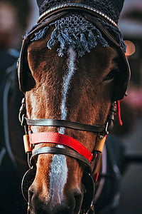 paard, Closeup, dier, Portret, hoofdtooi, mooie, HDR