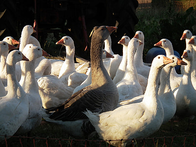 goose, geese, poultry, bill, plumage, feather, ganter