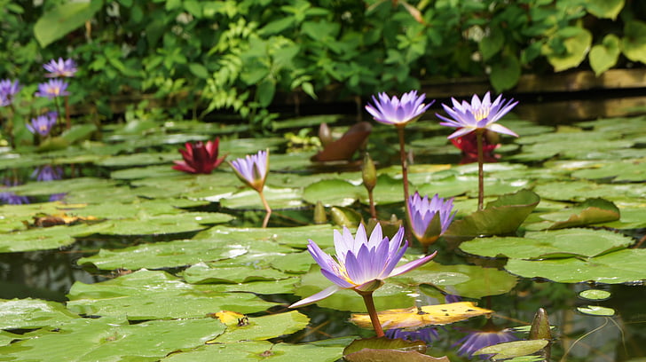 water lilies, flower, aquatic plant, nature, pond, plants