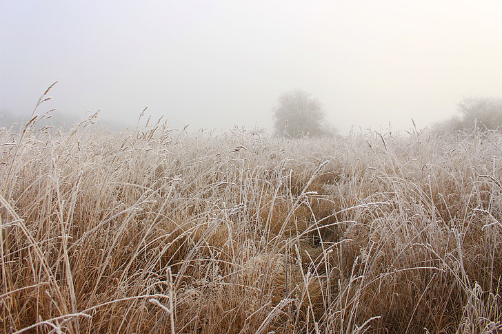 field, wheat, fog, wheat field, arable, landscape, cereals