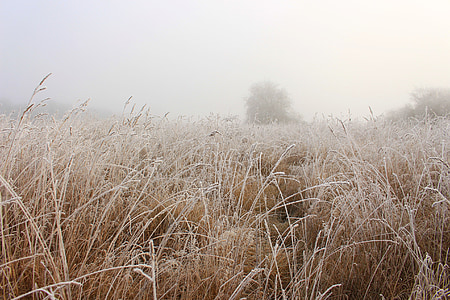 domaine, blé, brouillard, champ de blé, terres arables, paysage, céréales