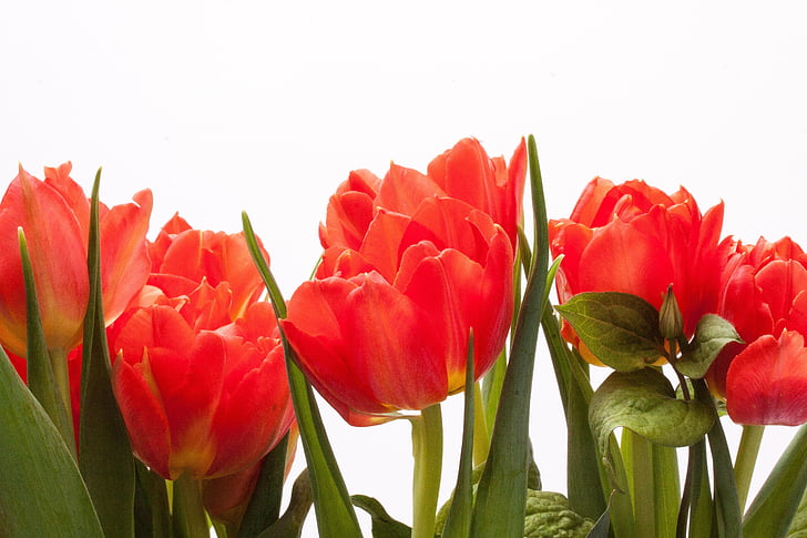 tulipanes, lirio, primavera, naturaleza, flores, Tulip, schnittblume