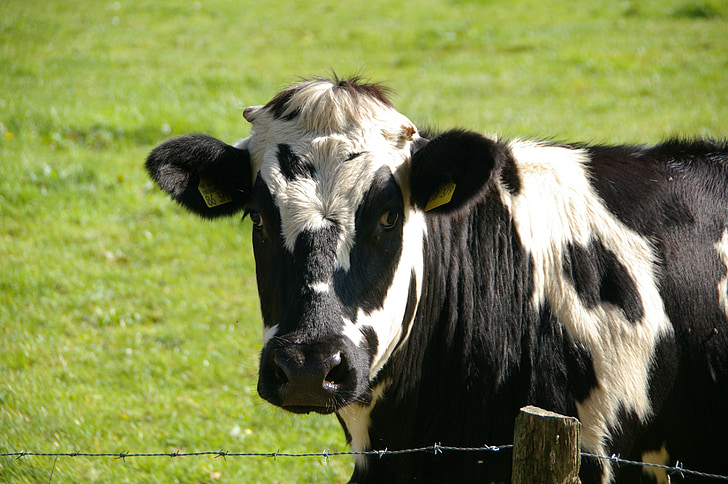 vacă, carne de vită, negru, alb, lapte de vaca, animale, portret de animale