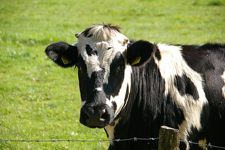 vaca, carne de res, negro, Blanco, leche de vaca, animal, Retrato de los animales