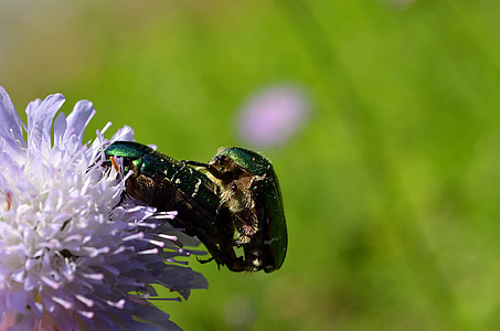 Escarabajo de la rosa, Escarabajo de la, Maridaje, reproducción, verde, animal, insectos