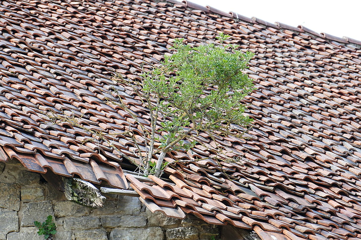 파 멸, 지붕, bäumchen, 벽돌, 타락 한, 자연 깨진된 지붕, 지붕 타일