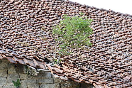 propast, krov, Bäumchen, cigla, je istekla, prirodni slomljena krova, Glineni crijep
