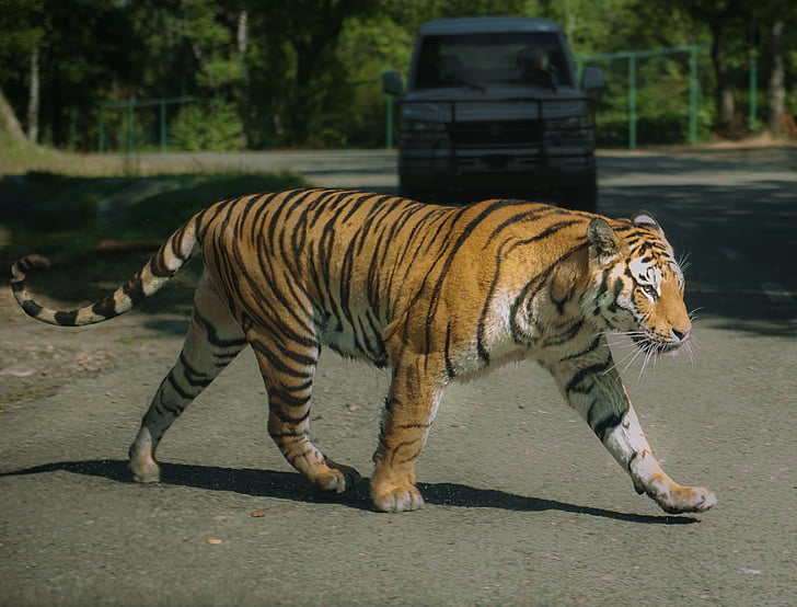 tiger, varallo pombia, imposing, road, animal, predator, carnivore