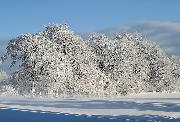 Zima, studen, snijeg, zimska čarolija, hladno, Sunce, Zimski san