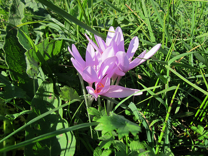 colchicum autumnale, høst krokus, Meadow saffron, naken dame, anlegget, wildflower, Flora