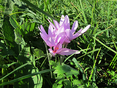 colchicum autumnale, autumn crocus, meadow saffron, naked lady, plant, wildflower, flora